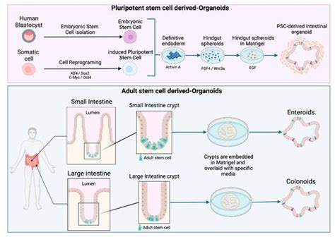 Intestinal Organoids | Encyclopedia MDPI