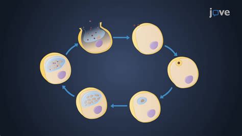 视频: Bacterial Phylum Chlamydiae