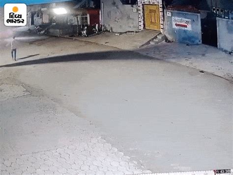 Stray cats create terror in Bhavnagar, CCTV