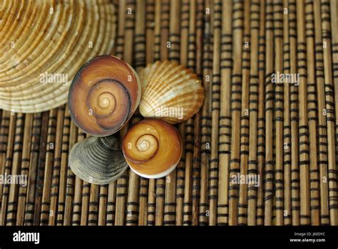 Image result for Natural Shell Structures