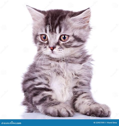 Cute silver tabby baby cat stock image. Image of abstract - 22957595