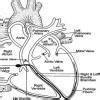 drow a labelled diagram showing internal structuresof human heart ...