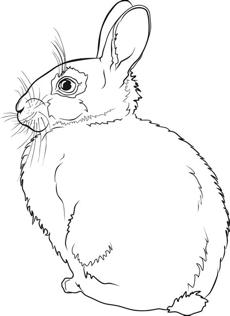 Rabbit Line Drawing at GetDrawings | Free download
