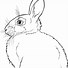 Image result for Pink-Eyed Rabbit with Dulap