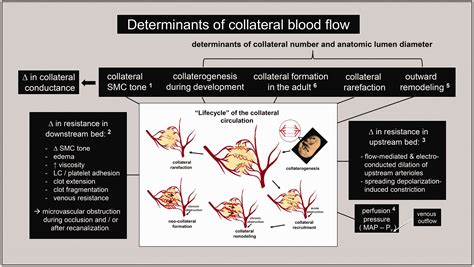 Collateral blood vessels in stroke and ischemic disease: Formation ...