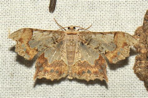 Krananda semihyalina | Moths