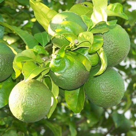 Citrus Orange - Chinese Mosambi - Hybrid Fruit Plant – M-Tech Gardens