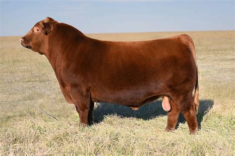 Red Angus Show Cattle