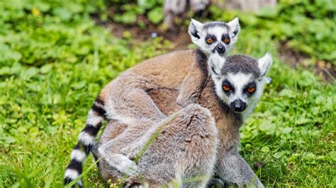 Download wallpaper 1366x768 lemur, cub, animal, family tablet, laptop ...