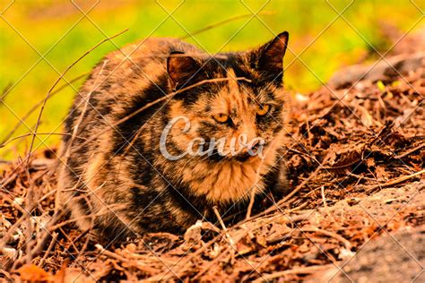 Image result for Rust Cat