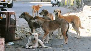 GHMC begins removal of stray dogs from govt hospitals in Hyderabad