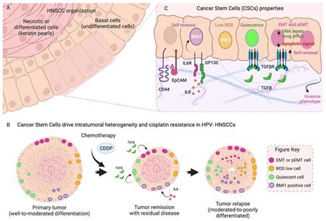 Mechanisms of Cisplatin Resistance in HPV Negative Head and Neck ...