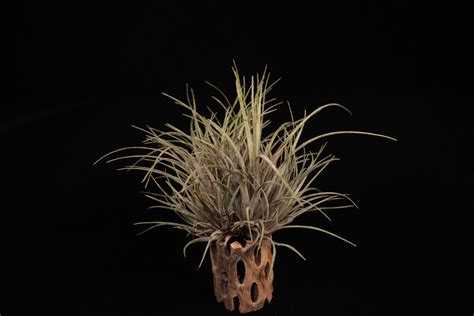【送料無料】'Timm's Outburst' (crested form)〔エアプランツ〕現品発送T5428 | plane plants
