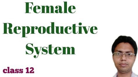 Image result for Female Reproductive System Class 12