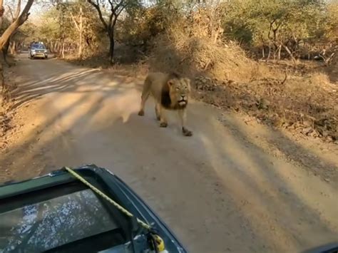 Sasan Safari Park will be closed for tourists from 16 to 15 October due ...