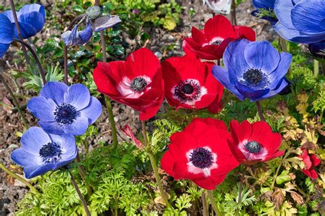 Image result for Bloom Flower Spring Fall