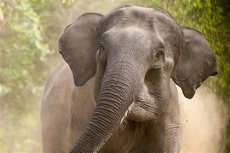 Temple jumbo to be treated at Orathanadu
