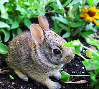 Image result for How to Care for Wild Baby Bunnies Book