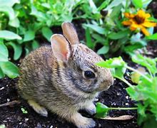 Image result for Wild Baby Bunnies in NJ