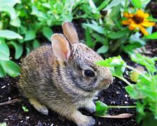 Image result for Caring for Wild Baby Bunny