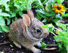 Image result for Cute Wild Baby Rabbit