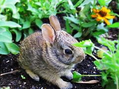 Image result for Wild Brown Baby Bunny