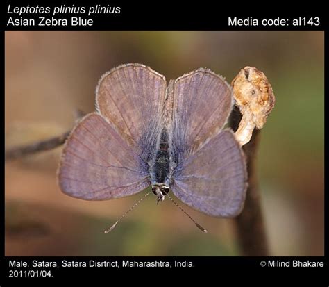 Leptotes plinius | Butterfly