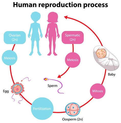 Reproduction in Humans Whole Process 的图像结果