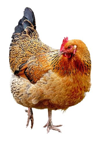Image result for Hen Design Algorithm