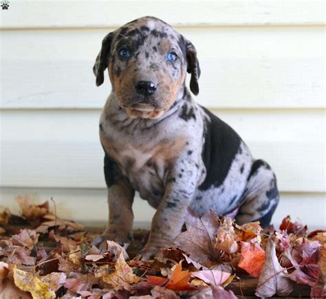 Catahoula Leopard Dog Puppies for Sale - Greenfield Puppies