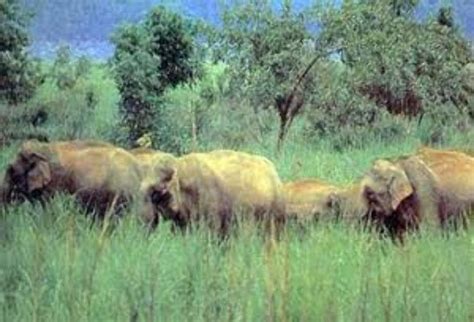 Namdapha National Park, miao, India - Top Attractions, Things to Do ...