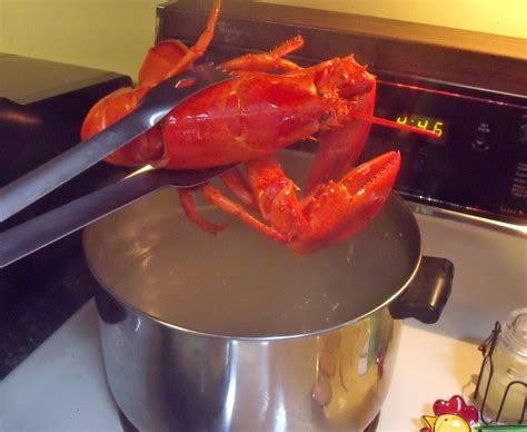 Delicious Foods Recipe: Cooking a Live Lobster? Keep These Things in Mind