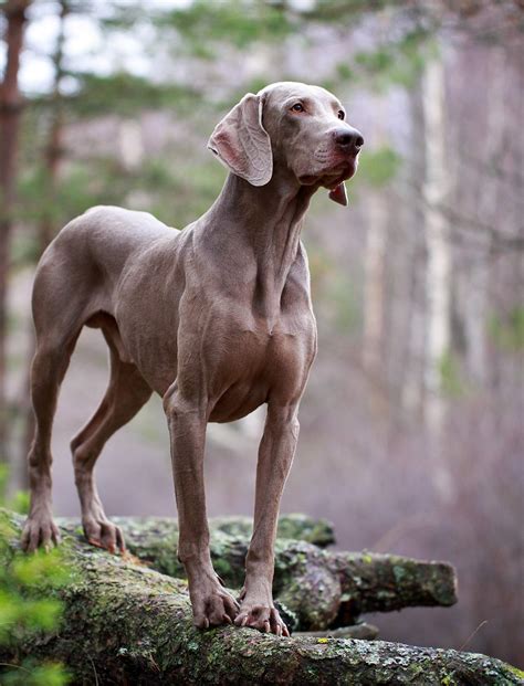 Best Large Dog Breeds – Which Are the Top Family Pets?