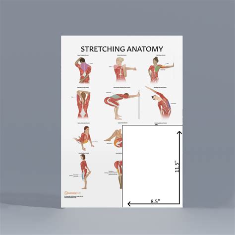 Anatomy Lab Stretching Muscular And Skeletal Human Anatomy Poster Set ...