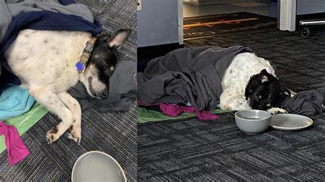 14-year-old dog found nearly frozen to death in ditch reunited with owner