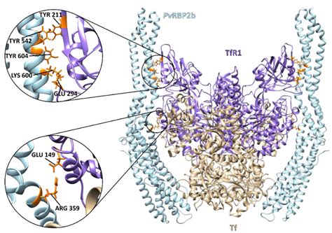 The Black Box of Cellular and Molecular Events of Plasmodium vivax ...