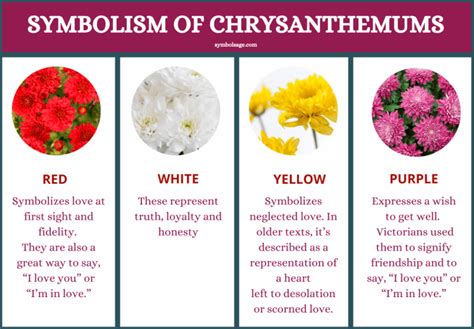 Chrysanthemum Flower – Symbolism and Meaning - Symbol Sage