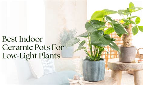 Best Indoor Ceramic Pots For Low-Light Plants – Green Carpet