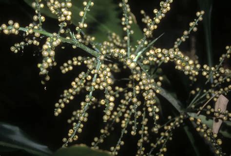 Hanguanaceae - Définition et Explications