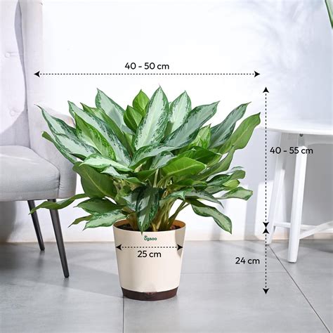 Buy Aglaonema Manila Beauty XL Plant: Elevate Your Space with Elegance ...