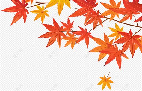 秋天的枫树枫叶树叶素材免费下载 - 觅知网