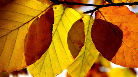 Download wallpaper 1366x768 leaves, shape, autumn, branch tablet ...