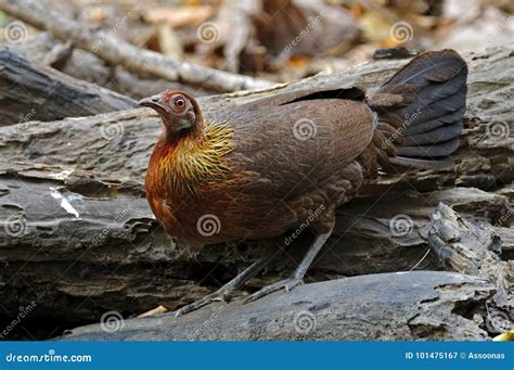 Red Junglefowl Gallus Gallus Beautiful Female Birds of Thailand Stock Image - Image of color ...