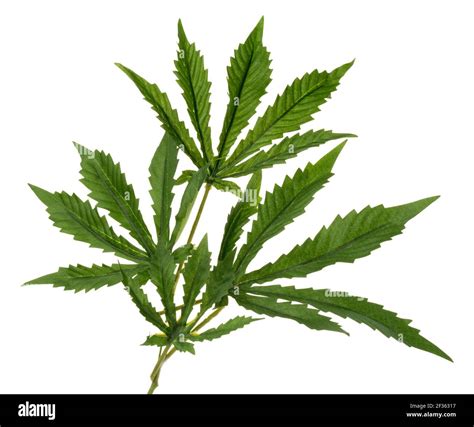 Very good fake cannabis leaves. Iconic shape of a cannabis plant leaf ...