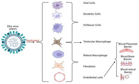 Exploring Zika Virus Impact on Endothelial Permeability: Insights into ...