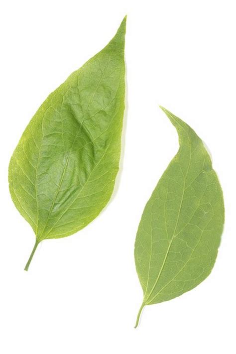 Celtis tenuifolia - dwarf hackberry | State Botanical Garden of Kentucky