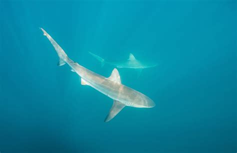 Bronze Whaler Shark