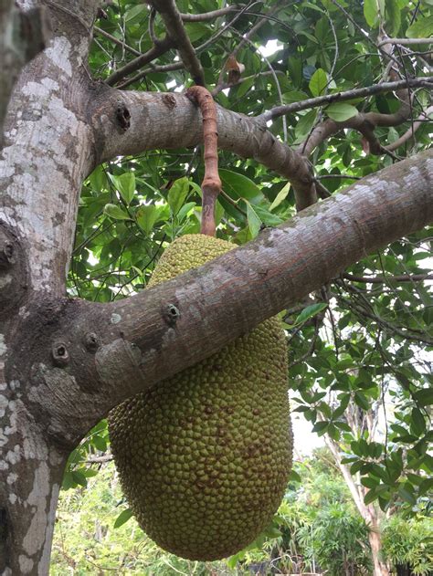 Jackfruit - Buy fresh Jackfruit online from Miami Fruit