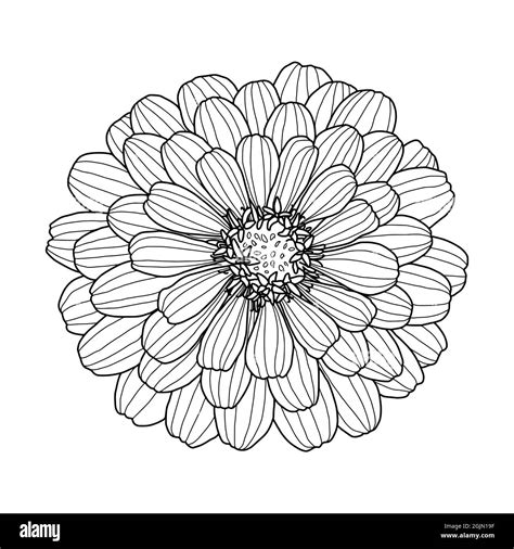 Zinnia Plant Drawing