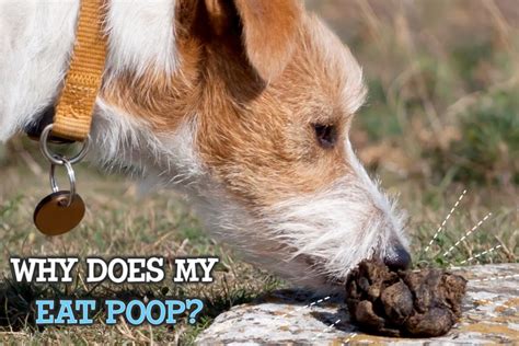 Image result for How to Stop Dogs from Eating Poop